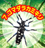 ☆リーメント ドキドキ！昆虫シリーズ 昆虫大王国 １０種☆ラスト 昆虫大王国 ドキドキ昆虫シリーズ 【リーメント】