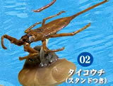 水辺の生き物 昆虫＆甲殻類 【F-TOYS】