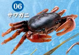 水辺の生き物 昆虫＆甲殻類 【F-TOYS】
