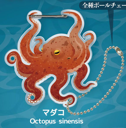 イカトタコノカラビナ 【ディーアイエス】