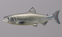 ♯Jui16Hz　カプセルQ マグネット水族館 日本の食用魚 全6種 Amazon.co.jp: Jui16Hz カプセルQ マグネット水族館 日本の食用