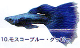 DG 熱帯魚 【バンダイ】