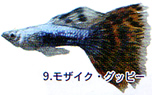 DG 熱帯魚 【バンダイ】