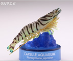 日本水族館立体生物図録6 Amazon | 日本水族館立体生物図録 第6巻 12. カリフォルニア